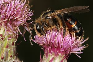 Andrena rosae, W Andrena rosae, W