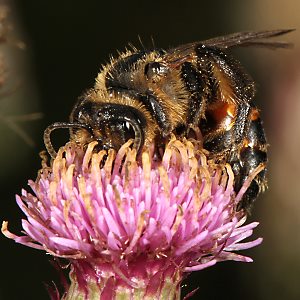 Andrena rosae, W Andrena rosae, W