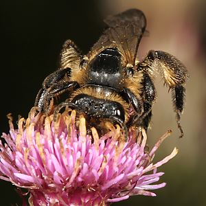 Andrena rosae, W