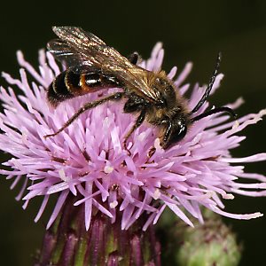 Andrena rosae, M Andrena rosae, M