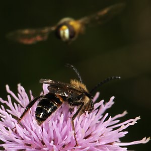 Andrena rosae, M Andrena rosae, M