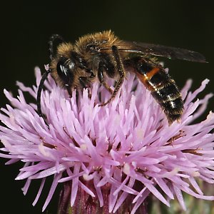 Andrena rosae, M