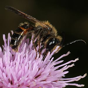 Andrena rosae, M Andrena rosae, M