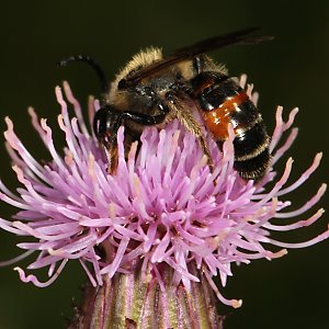 Andrena rosae, M Andrena rosae, M
