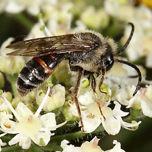 Andrena rosae, M Andrena rosae, M