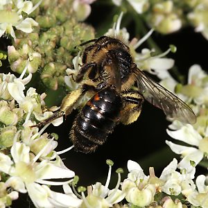 Andrena rosae, W Andrena rosae, W