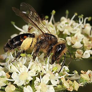 Andrena rosae, W Andrena rosae, W