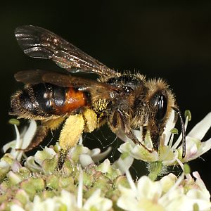 Andrena rosae, W Andrena rosae, W