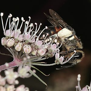 Andrena rosae, W Andrena rosae, W