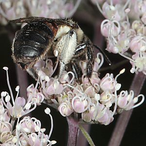 Andrena rosae, W Andrena rosae, W