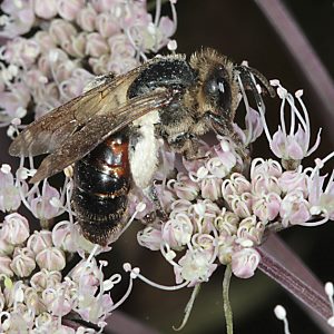Andrena rosae, W Andrena rosae, W