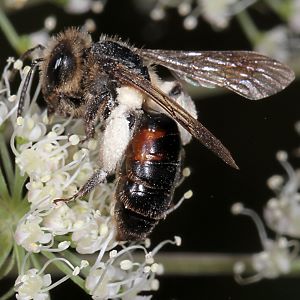 Andrena rosae, W Andrena rosae, W