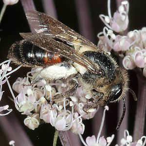 Andrena rosae, W Andrena rosae, W