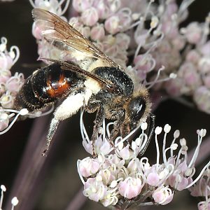 Andrena rosae, W Andrena rosae, W