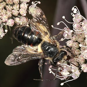 Andrena rosae, W Andrena rosae, W