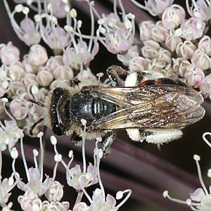 Andrena rosae, W Andrena rosae, W