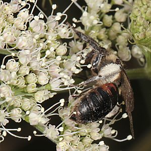 Andrena rosae, W Andrena rosae, W