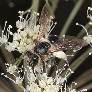 Andrena rosae, W Andrena rosae, W