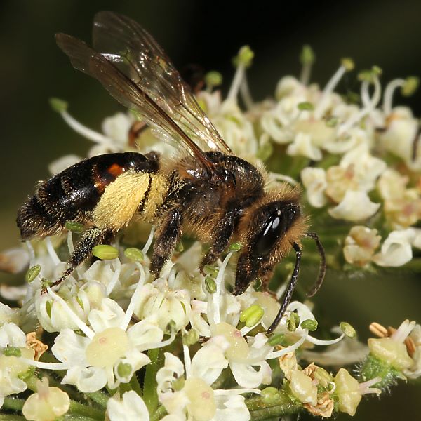 Andrena rosae, W