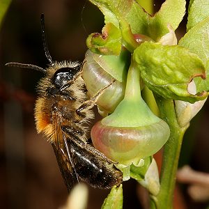 Andrena species, M