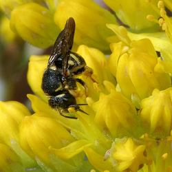 "Kleine Harzbiene" (Anthidium strigatum) "Kleine Harzbiene" (Anthidium strigatum)