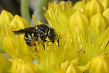 "Kleine Harzbiene" (Anthidium strigatum) "Kleine Harzbiene" (Anthidium strigatum)
