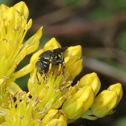 Anthidium strigatum Anthidium strigatum
