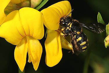 Harzbiene Anthidium strigatum an Lotus corniculatus Harzbiene Anthidium strigatum an Lotus corniculatus