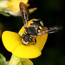 Anthidium strigatum Anthidium strigatum