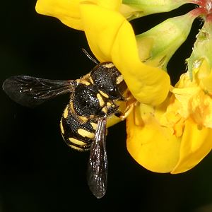 "Kleine Harzbiene" (Anthidium strigatum) "Kleine Harzbiene" (Anthidium strigatum)