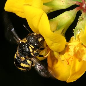 Anthidium strigatum Anthidium strigatum