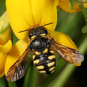 Anthidium strigatum Anthidium strigatum