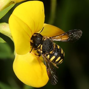 Anthidium strigatum Anthidium strigatum
