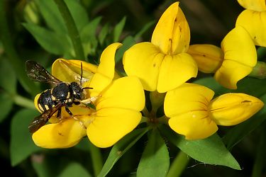 Anthidium strigatum Anthidium strigatum