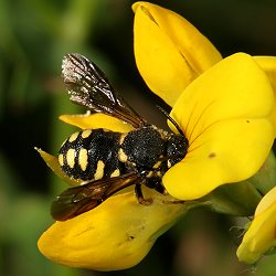Anthidium strigatum Anthidium strigatum