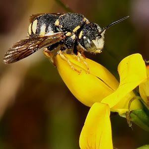 "Kleine Harzbiene" (Anthidium strigatum), M "Kleine Harzbiene" (Anthidium strigatum), M