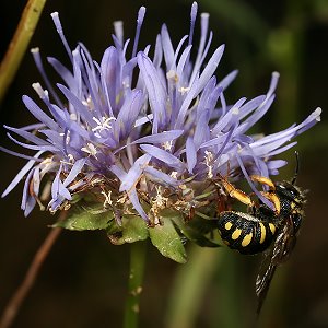 "Kleine Harzbiene" (Anthidium strigatum), W "Kleine Harzbiene" (Anthidium strigatum), W