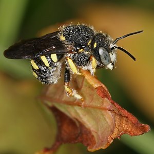 Anthidium strigatum, M (Volkmar Nix) Anthidium strigatum, M