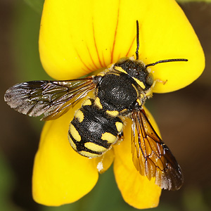 Anthidium strigatum, M Anthidium strigatum, W