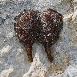 Anthidium strigatum, W Anthidium strigatum, W