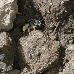 Sandbiene Andrena subopoca, W (auf Nestsuche, 1)