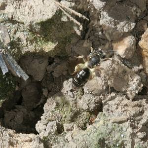 Andrena subopaca, W, auf Nestsuche (2)
