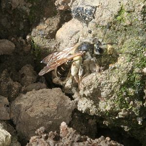Andrena subopaca, W, auf Nestsuche (3)