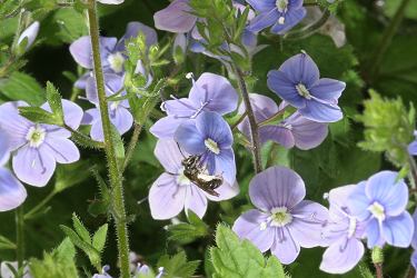Sandbiene Andrena subopaca, W, an Veronica (1)