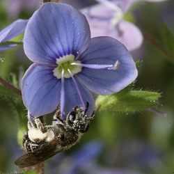 Andrena subopaca, W, an Veronica (2)