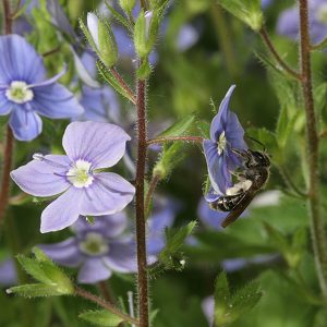 Andrena subopaca, W, an Veronica (3)