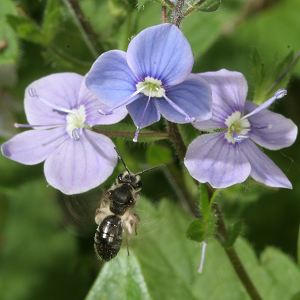 Andrena subopaca, W, an Veronica (4)