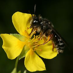 Sandbiene Andrena tarsata, W Sandbiene Andrena tarsata, W