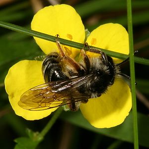 Andrena tarsata, W, an Potentilla erecta (3)