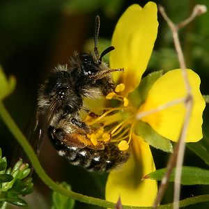 Andrena tarsata, W, an Potentilla erecta (5)
